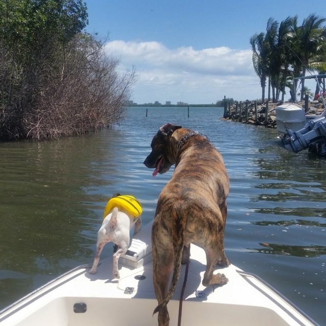 All Paws On Deck