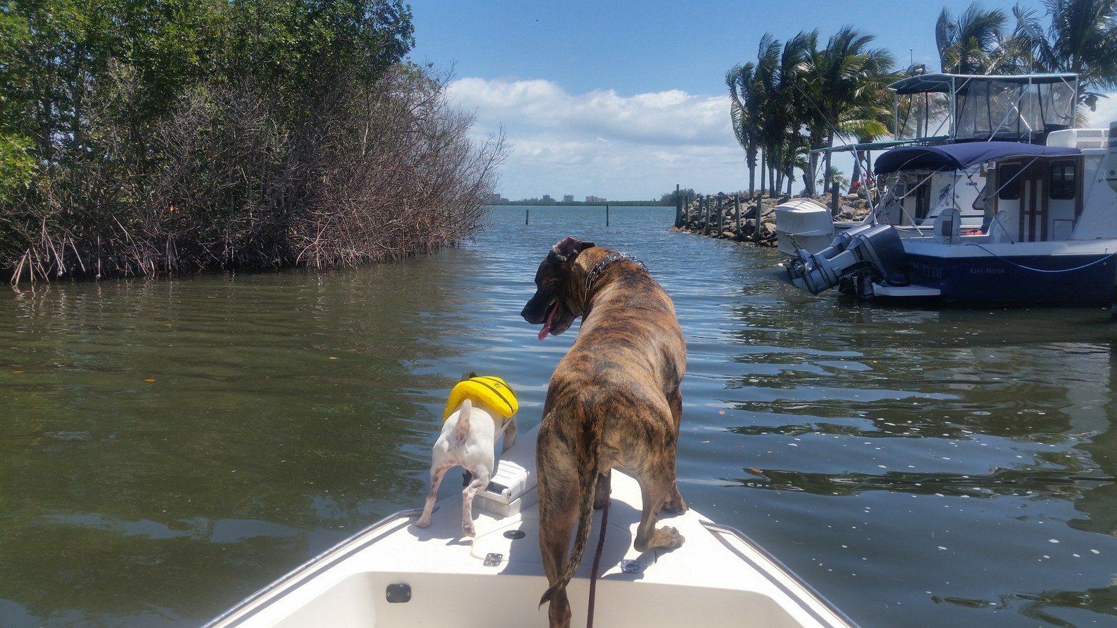 All Paws On Deck