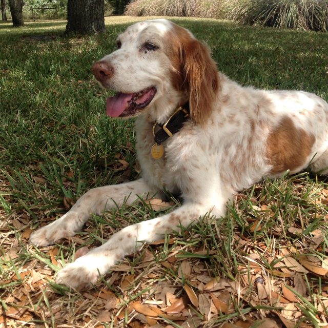 Daisy