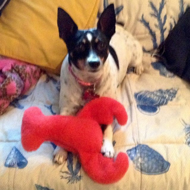Abby Loves Her Lobster From Maine!