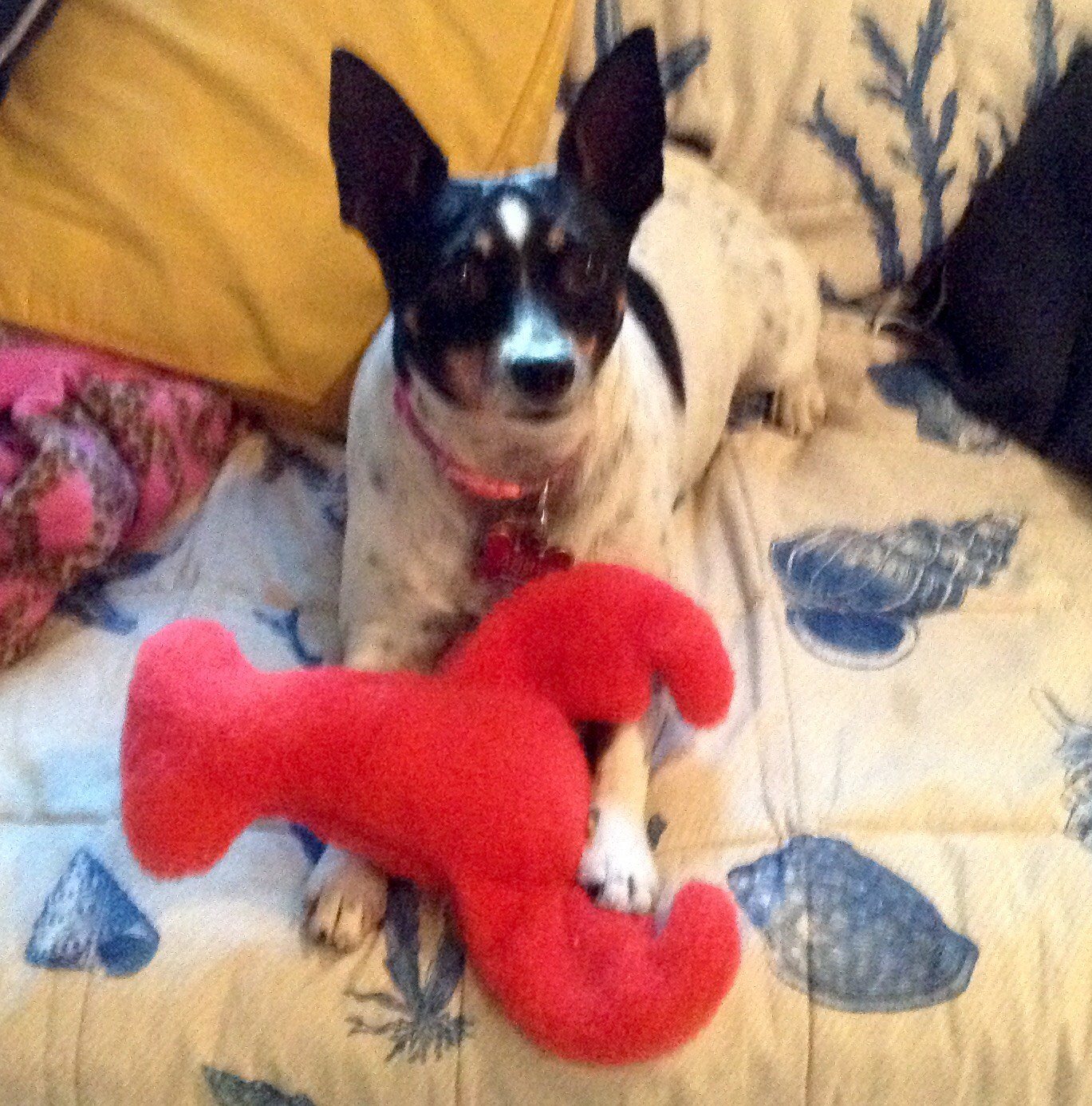 Abby Loves Her Lobster From Maine!