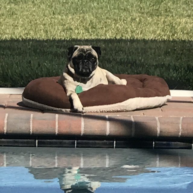 Marley Chilling By The Pool