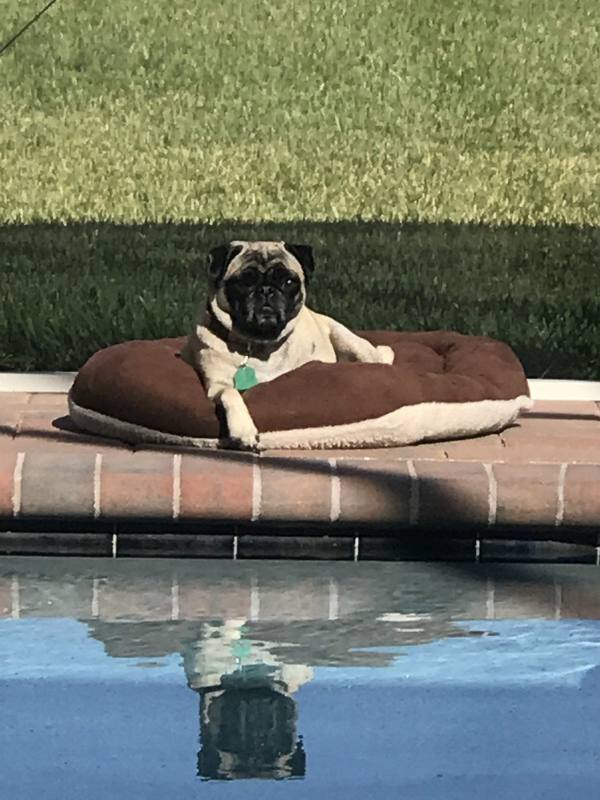 Marley Chilling By The Pool
