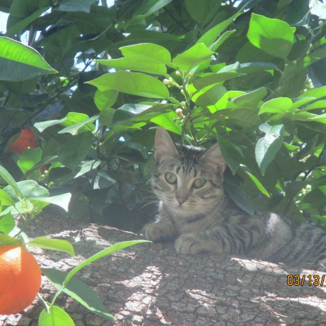 Where Are Those Squirrels?