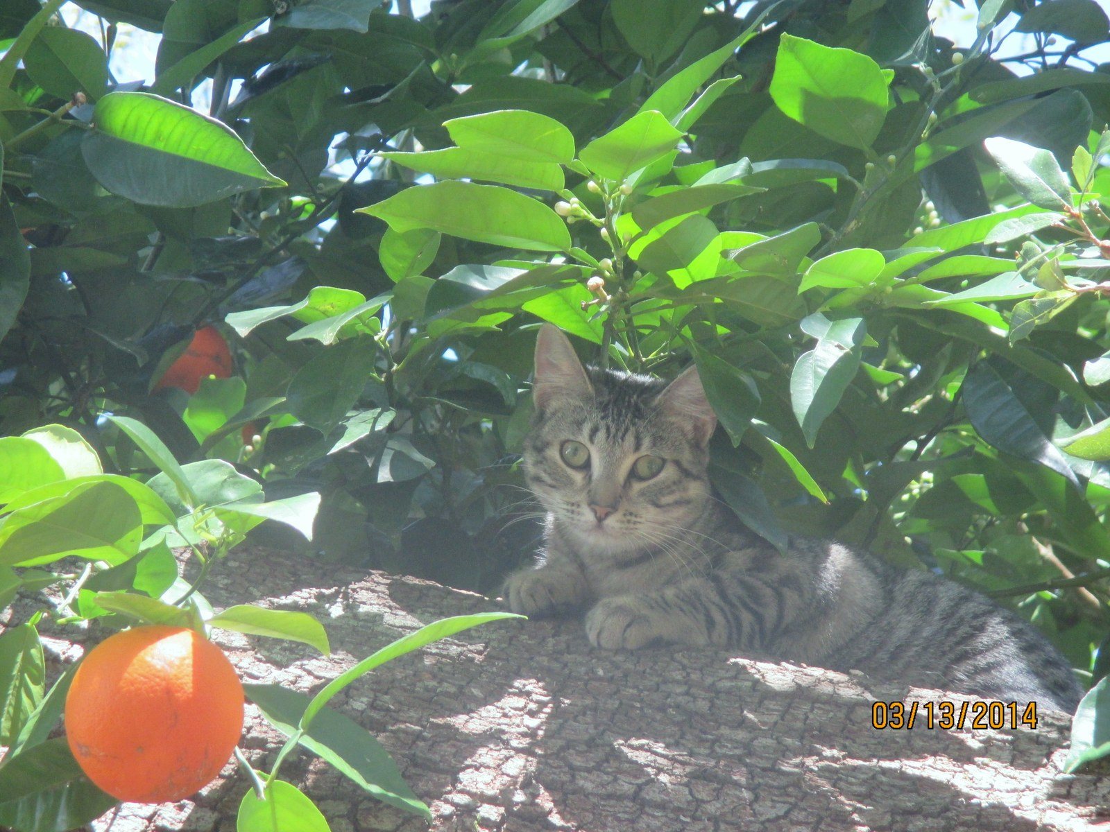 Where Are Those Squirrels?