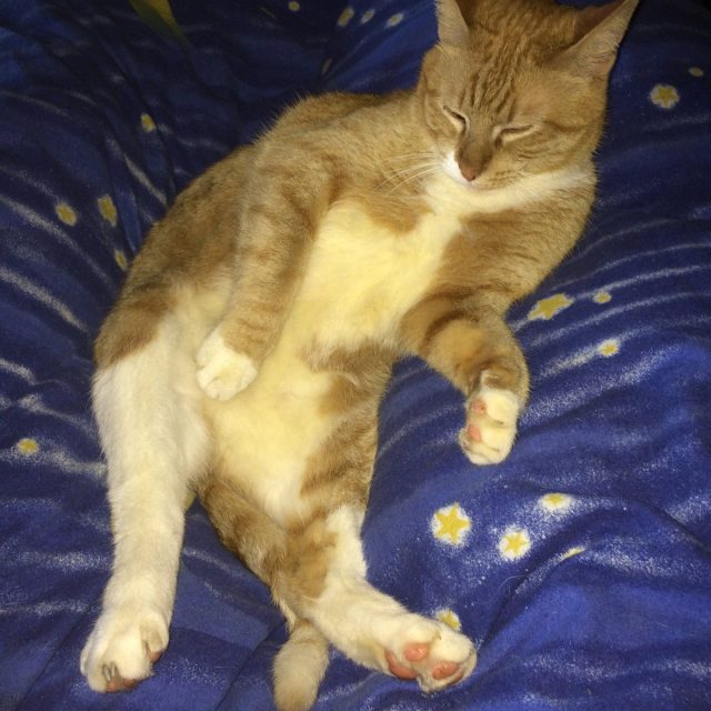 Sweet Dreams