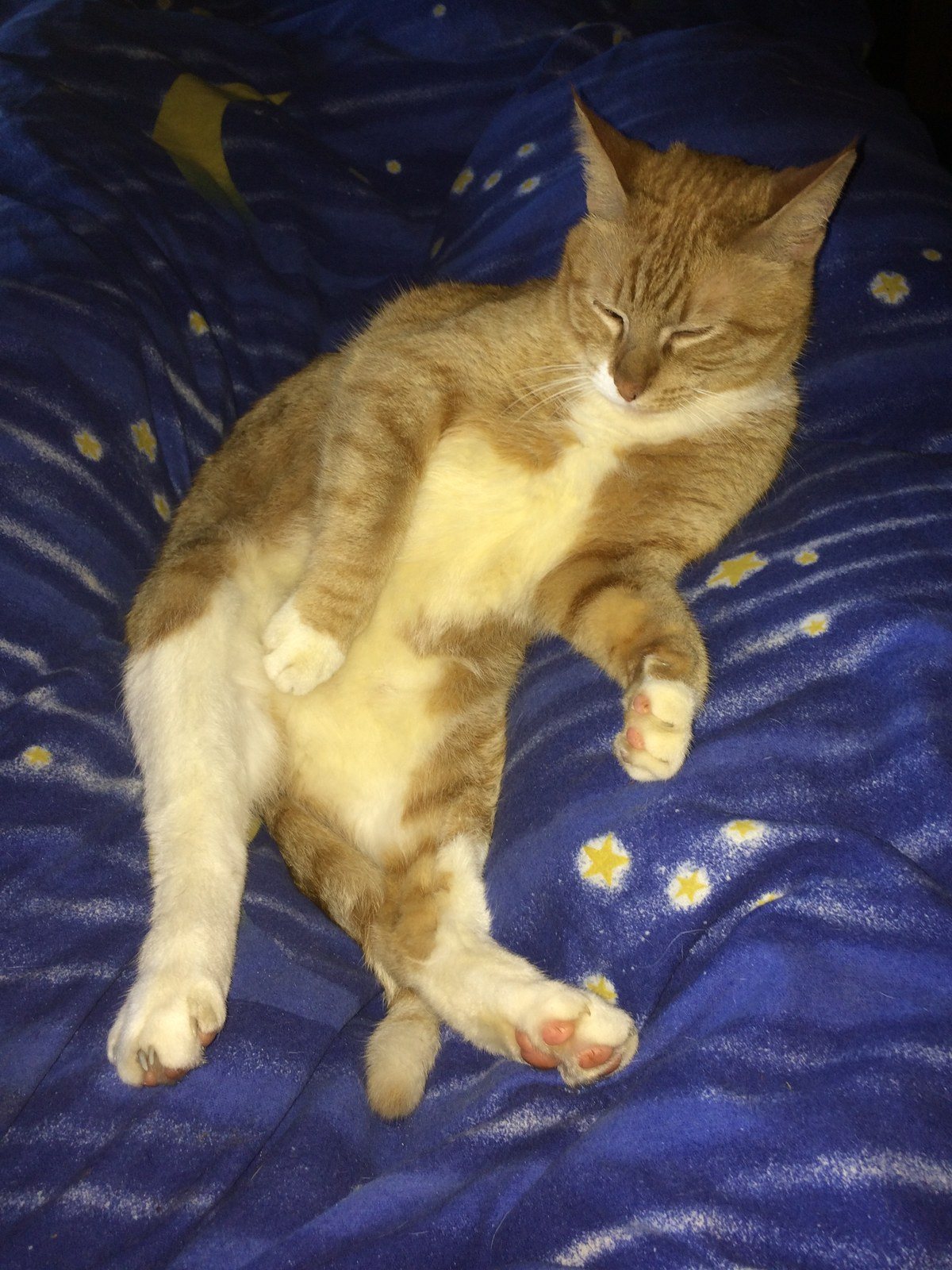 Sweet Dreams