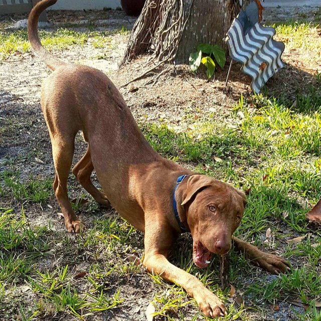 Luv Sticks!