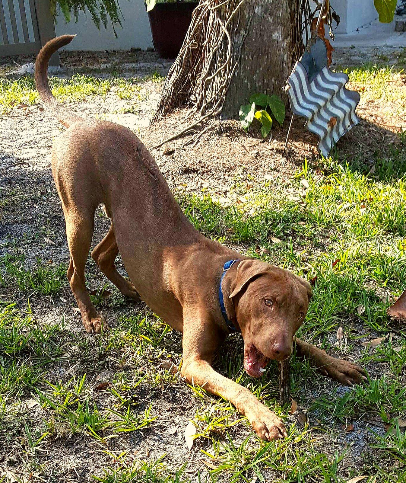 Luv Sticks!