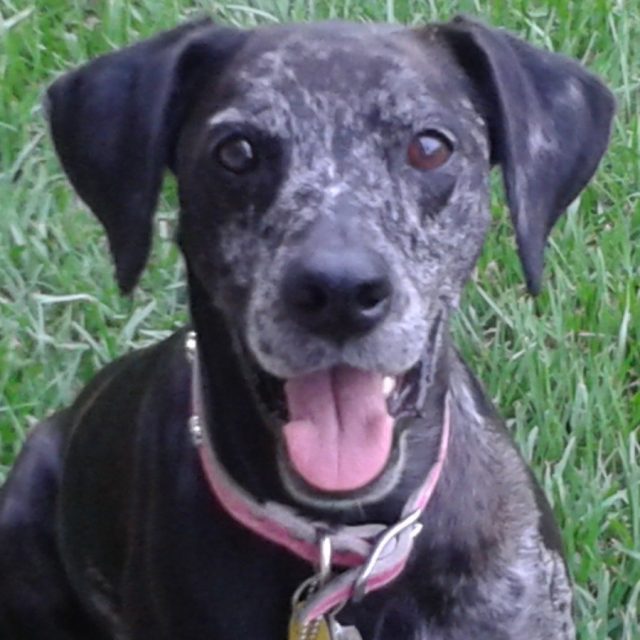 My Happy Girl Always Sassafras Aka Jacoba
