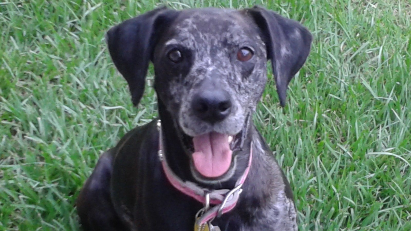 My Happy Girl Always Sassafras Aka Jacoba