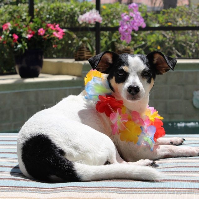 Lovely Lilly