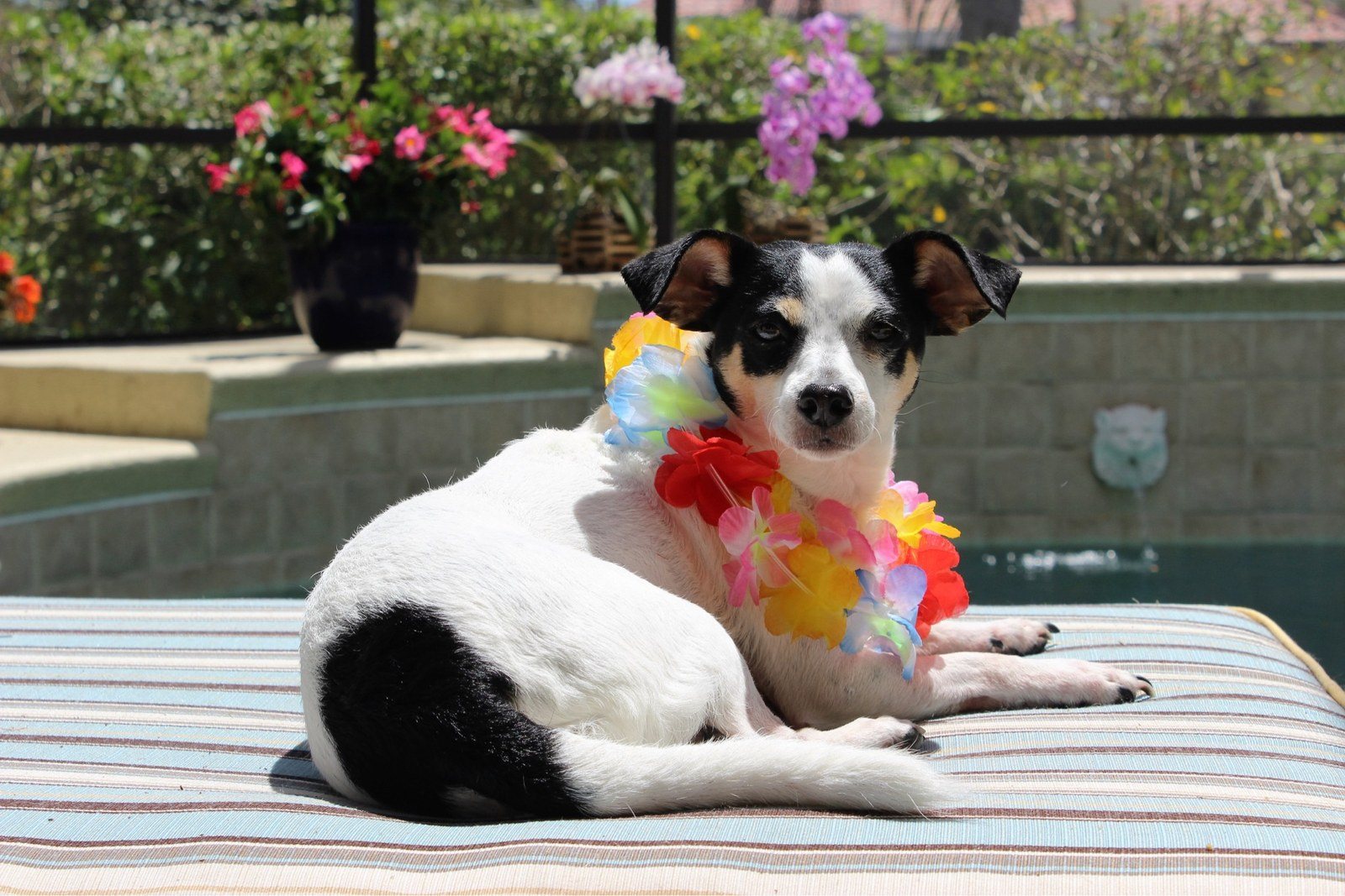 Lovely Lilly