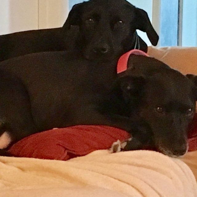 Sisters Forever -Ellie & Cocoa