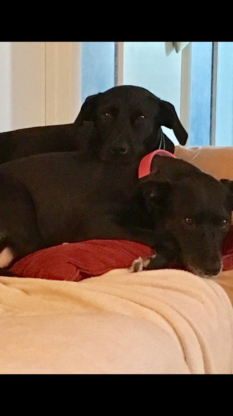Sisters Forever -Ellie & Cocoa