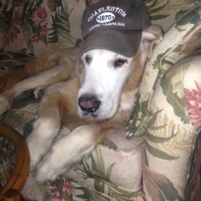 Hunter The Old Guy Chillin'