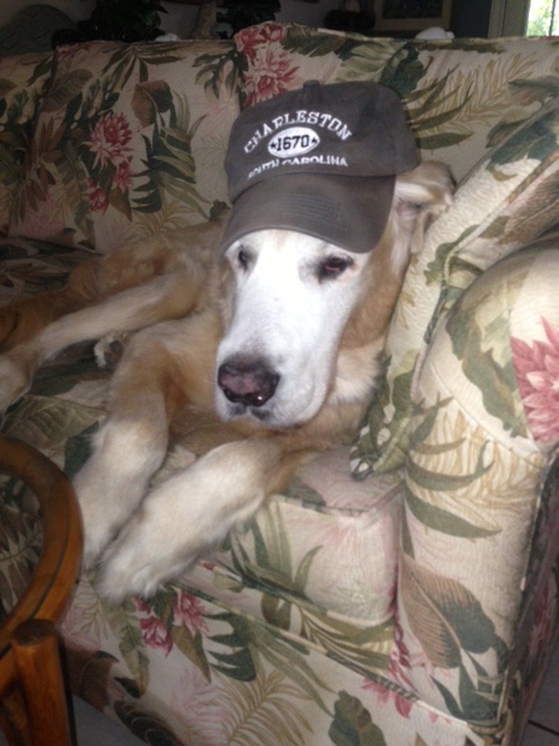 Hunter The Old Guy Chillin'