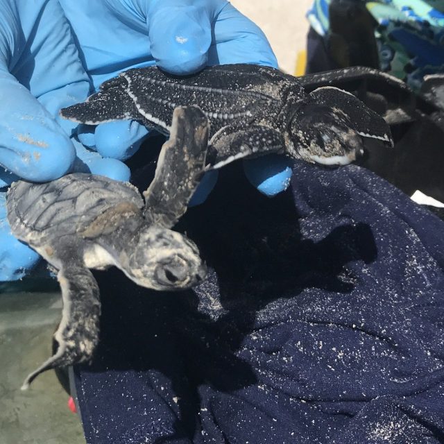 Rescued Babies!