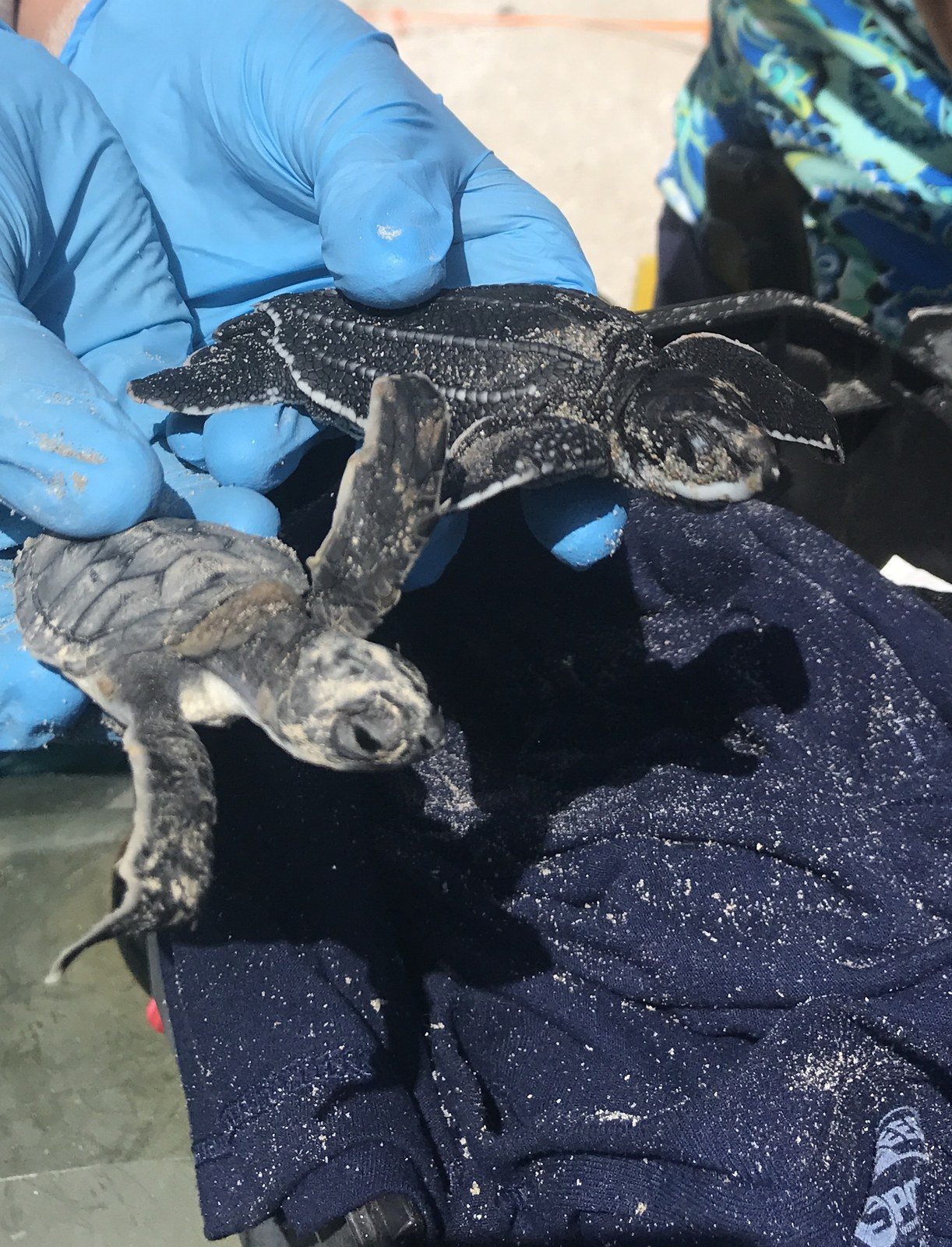 Rescued Babies!