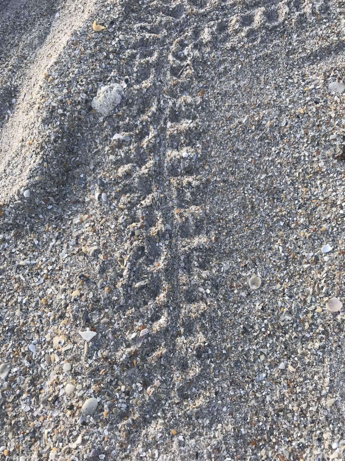 Baby Turtle Tracks.