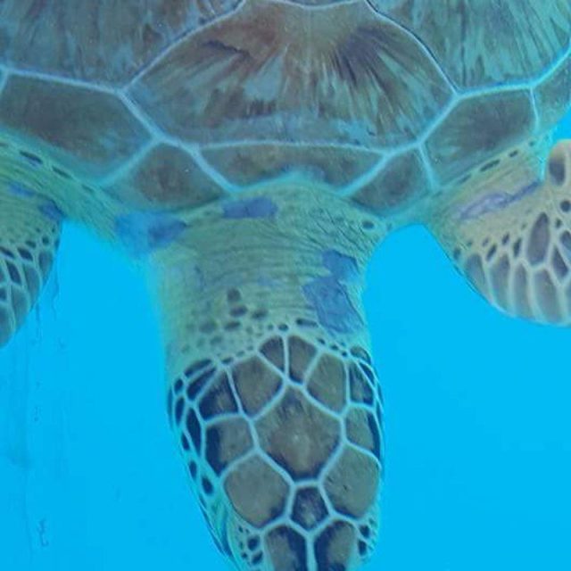 Swimming By To Say Hello