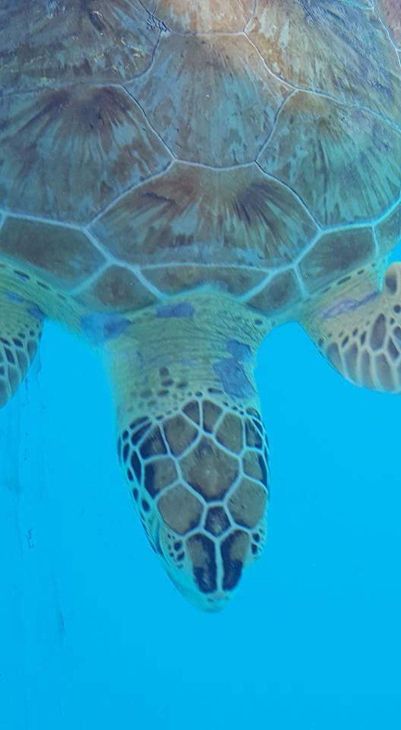 Swimming By To Say Hello