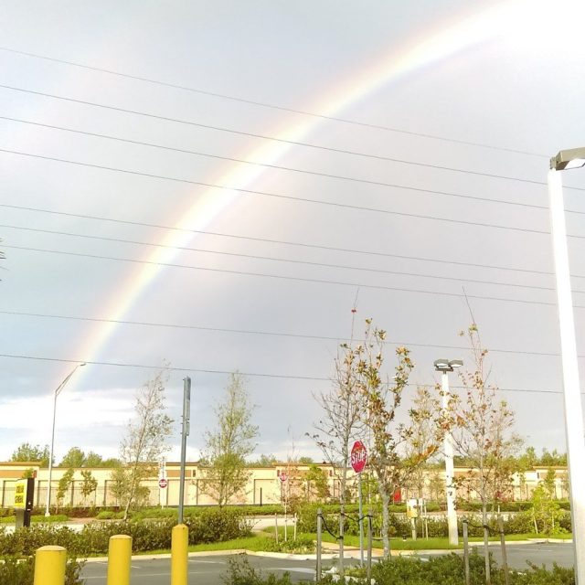 A Turtle At The End Of My Rainbow