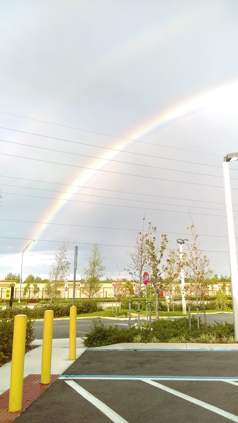 A Turtle At The End Of My Rainbow