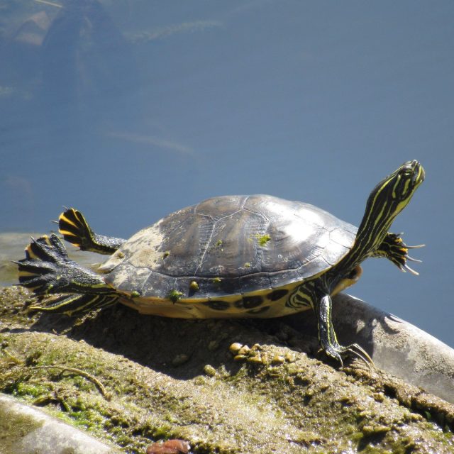 Turtle Yoga