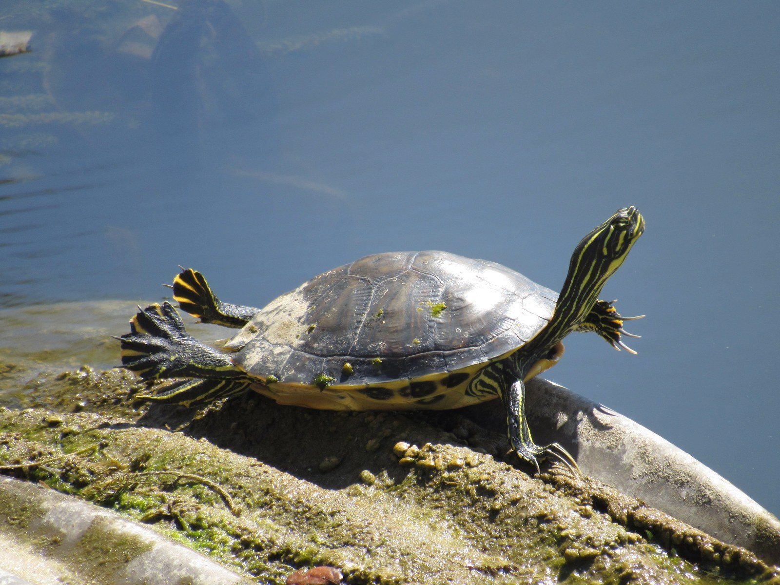 Turtle Yoga