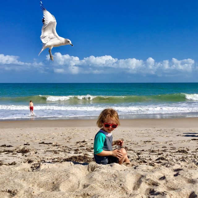 Seagull Photobomb!