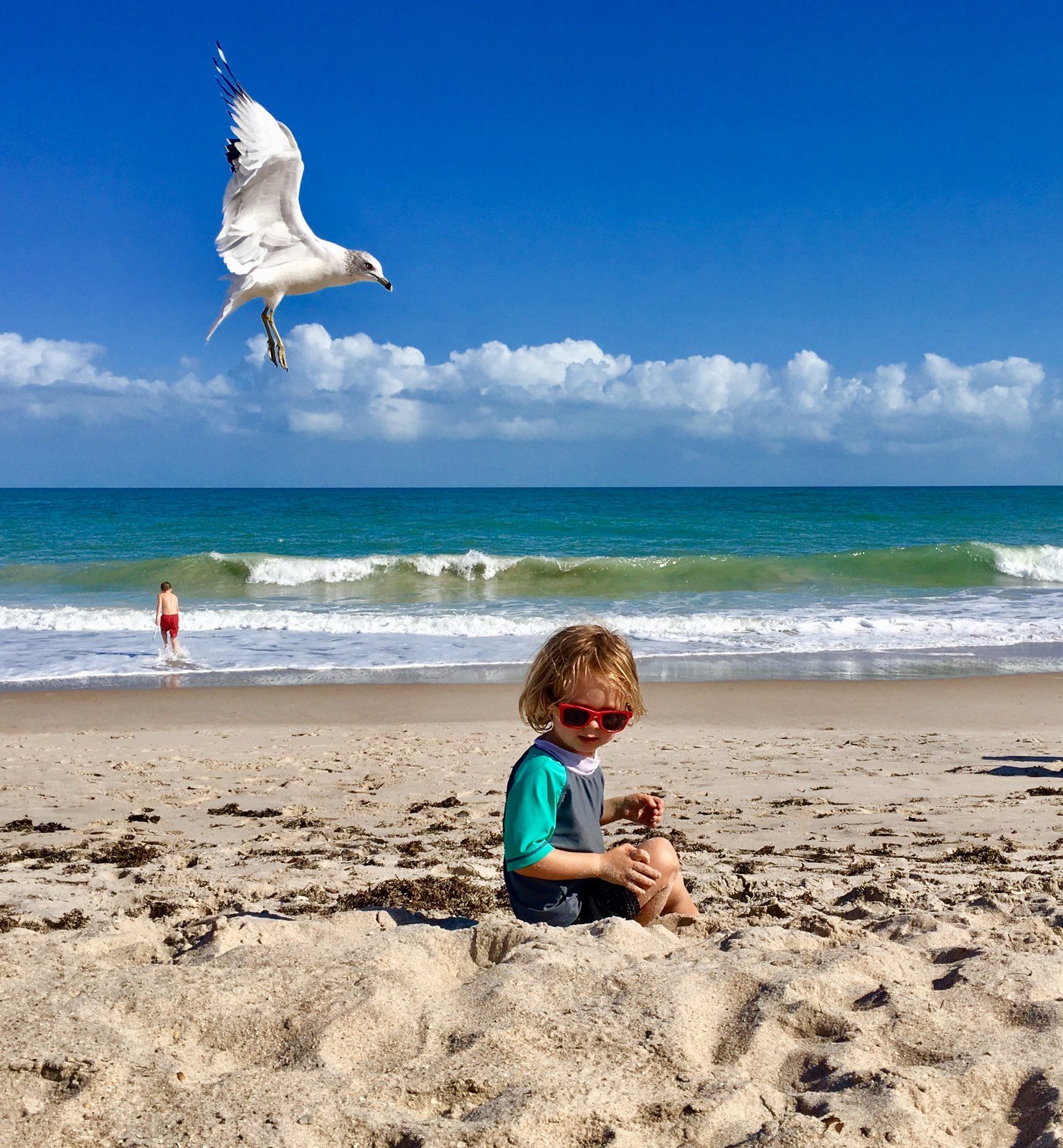 Seagull Photobomb!