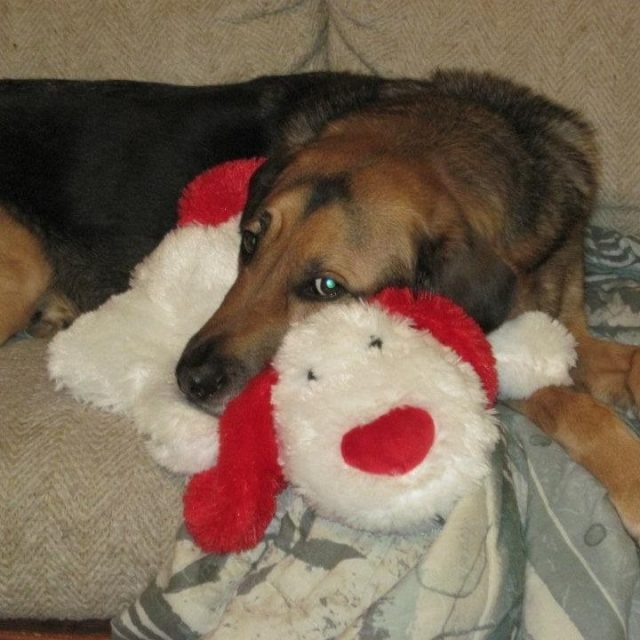 I Love My Doggy.