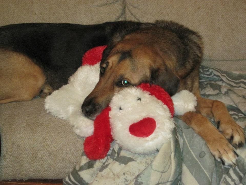 I Love My Doggy.