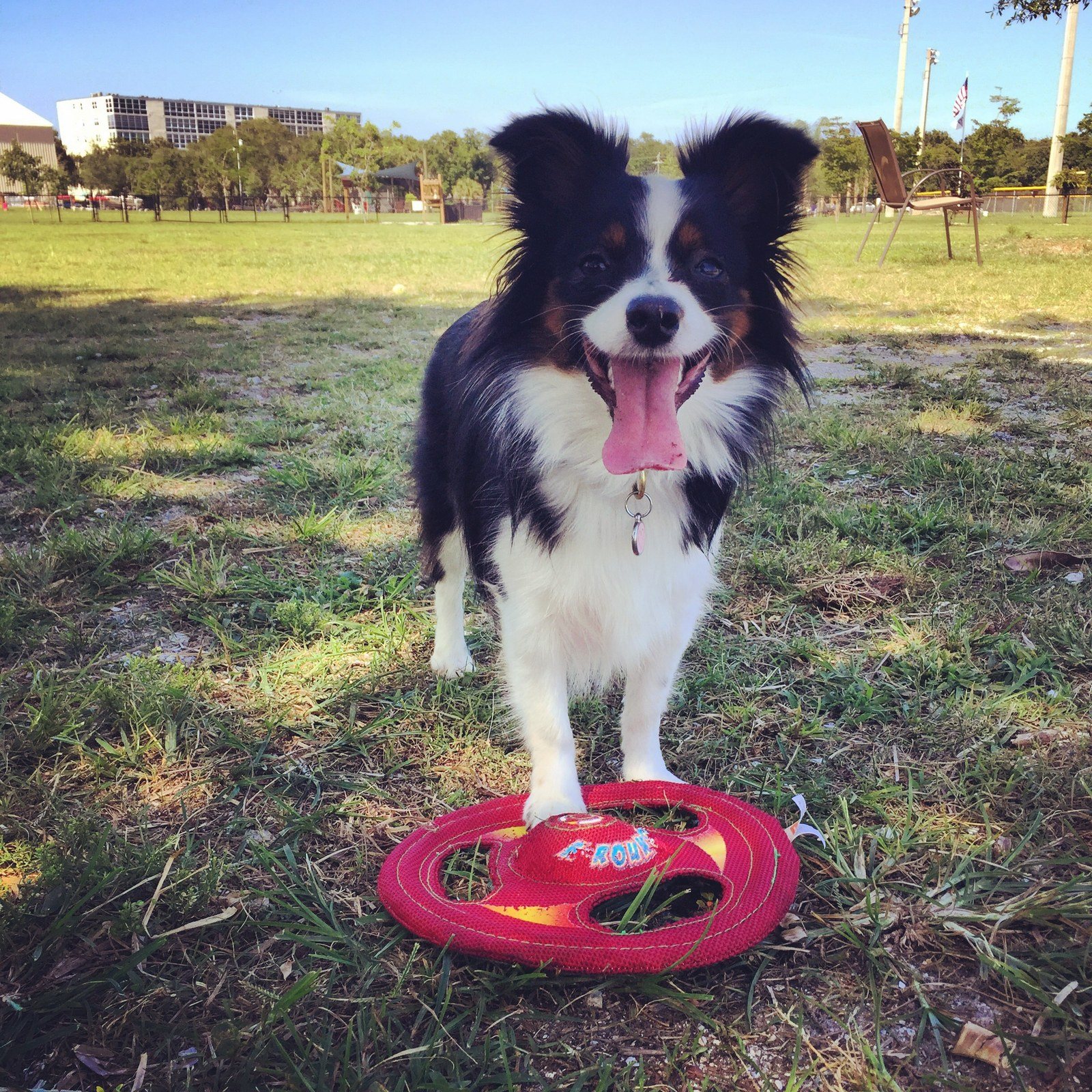 Missy The Miniature Aussie Loves Playing Frisbee At The Dog Park!