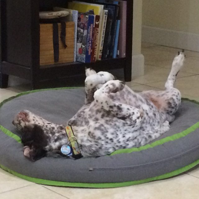 Lazy Bones Bed = Lazy Dog