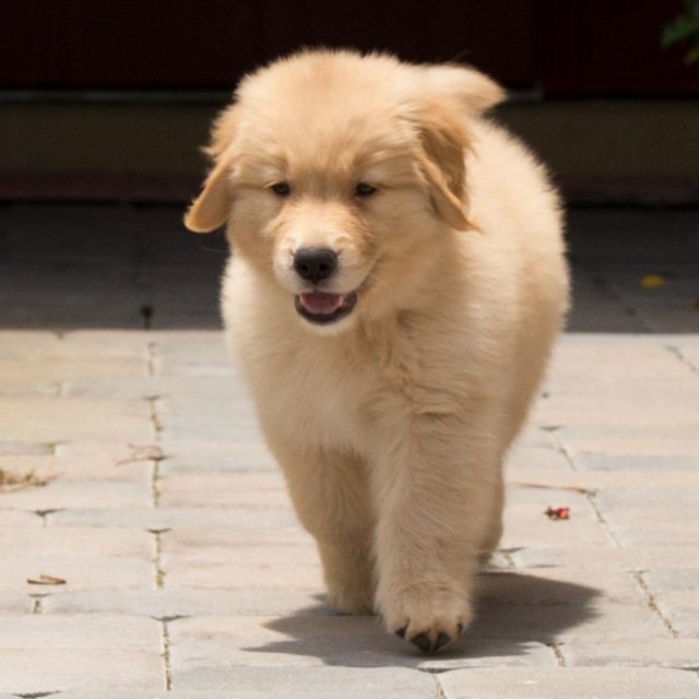 Roly Poly Baby Sunny