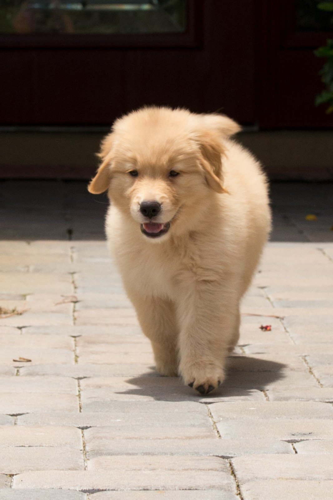 Roly Poly Baby Sunny