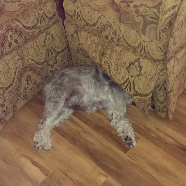 Where's Otto?