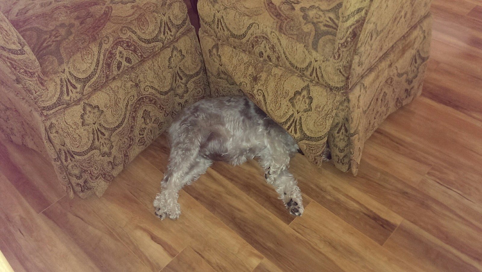 Where's Otto?