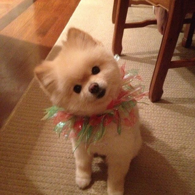 Did You Say COOKIE