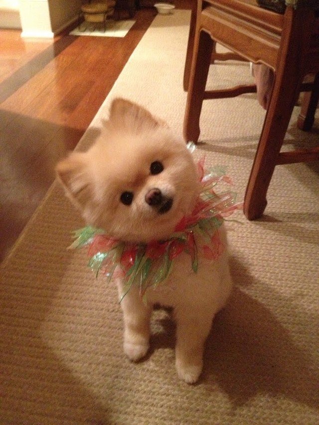 Did You Say COOKIE