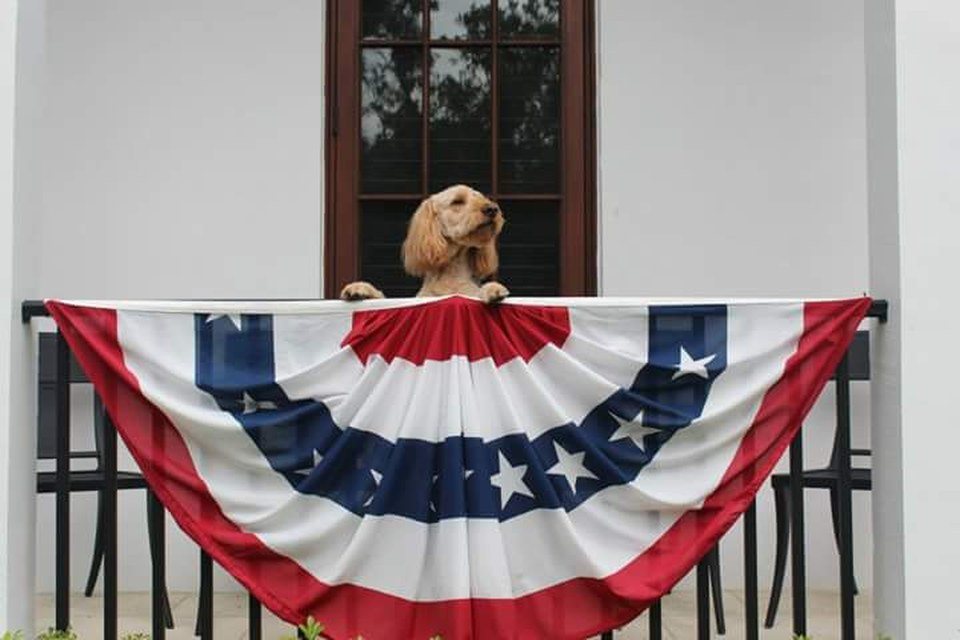 Yankee Doodle Dandy