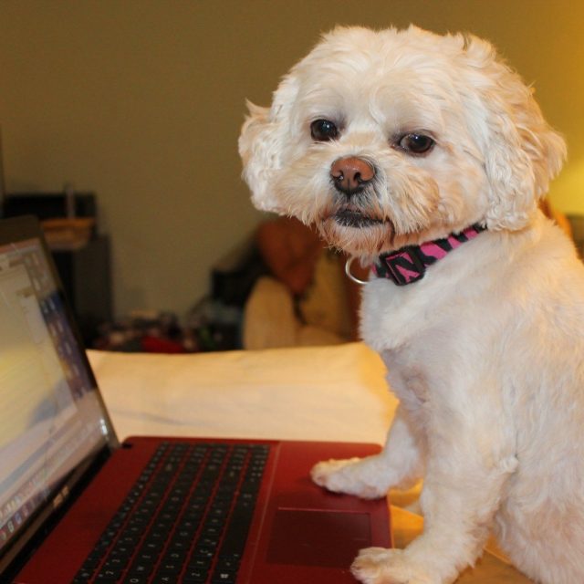 Lily, Behind The Scenes Of Skar Technologies