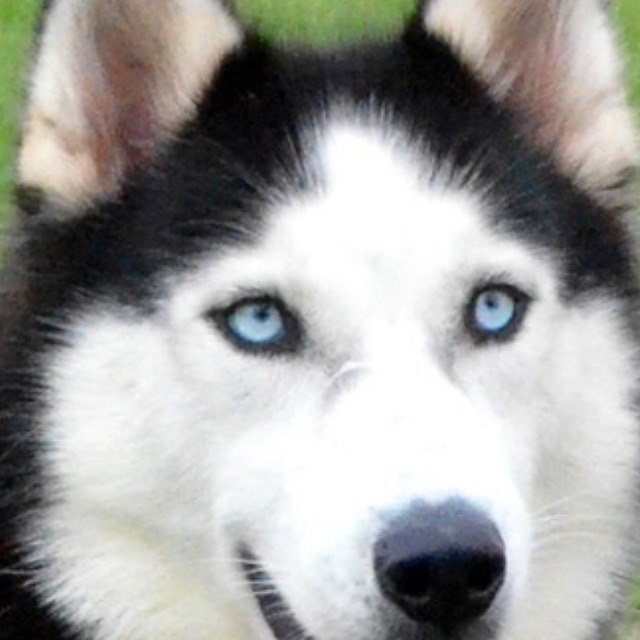 Blue Eyes