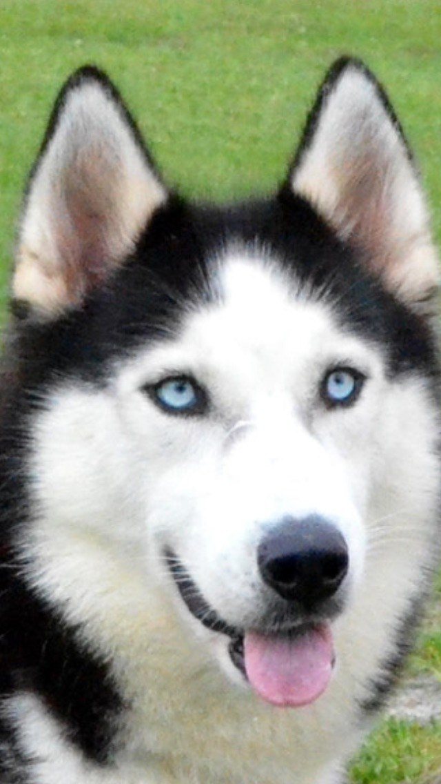 Blue Eyes