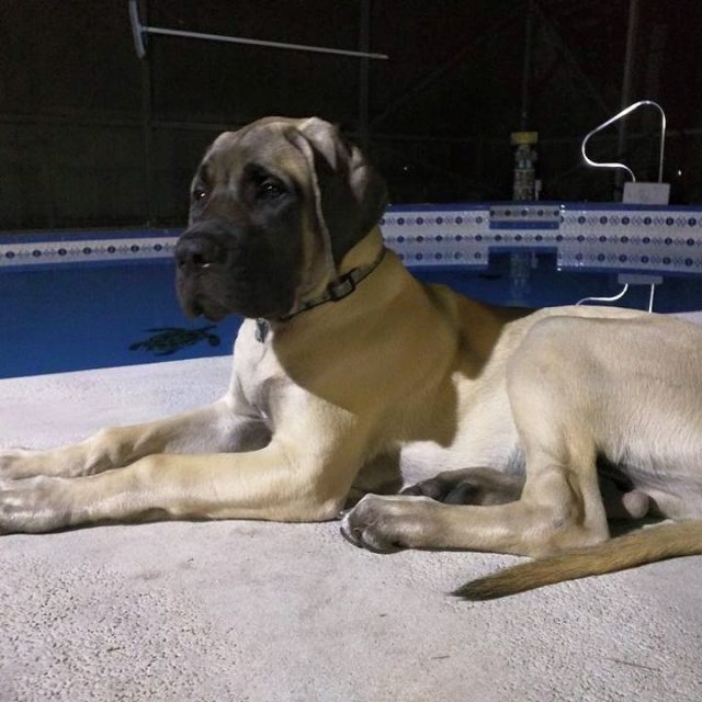 Zeus, Guardian Of The Pool!