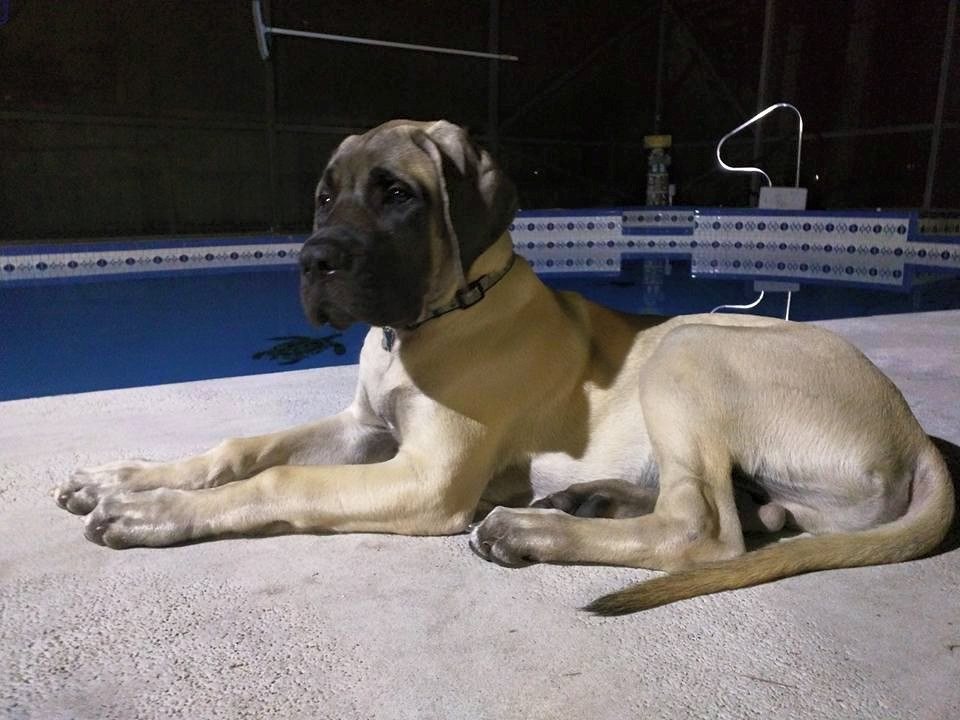 Zeus, Guardian Of The Pool!