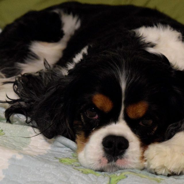 A Dog At Rest