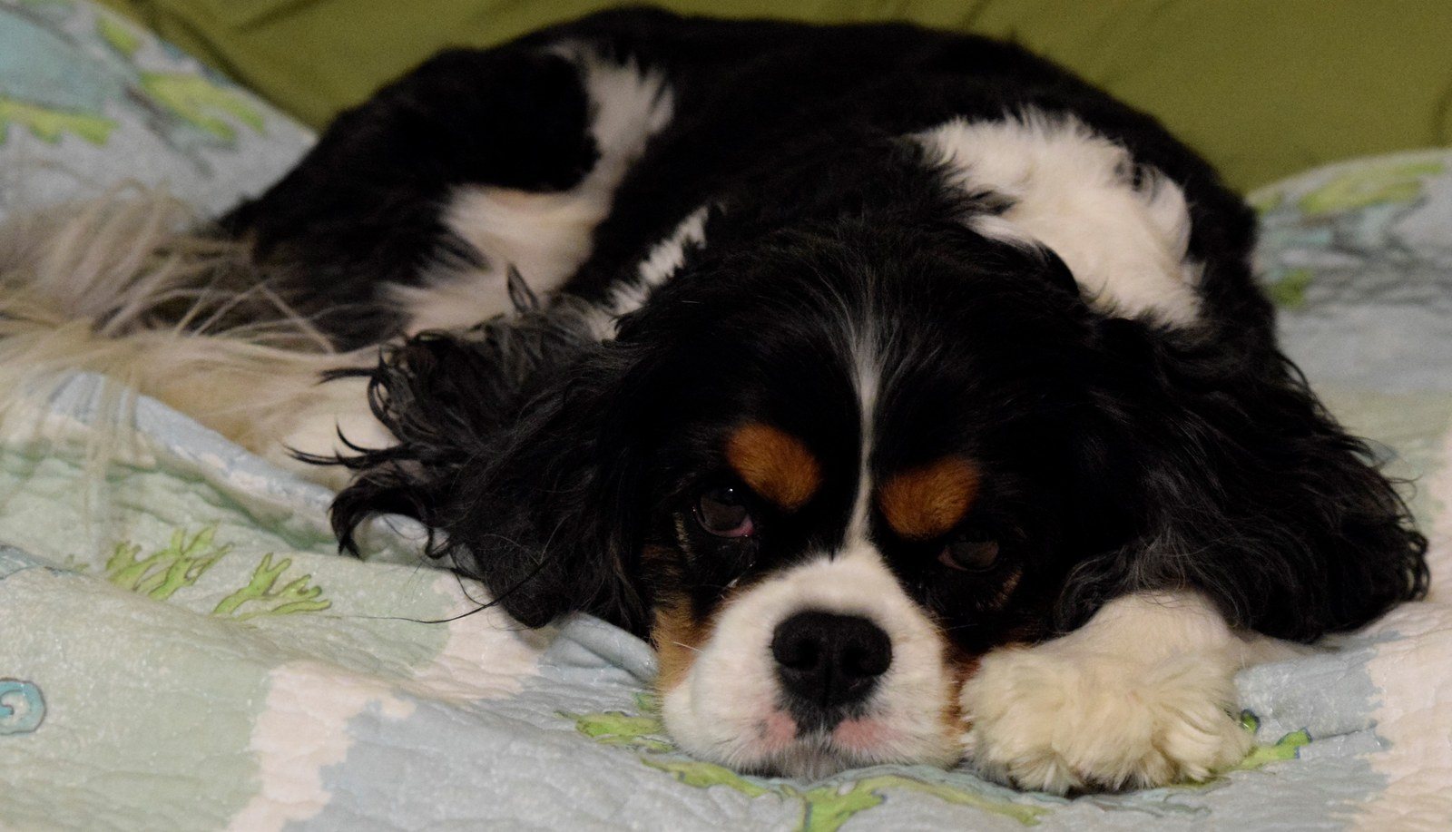 A Dog At Rest